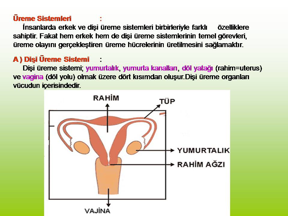 Disi Ureme Sistemi Ve Ozellikleri 6 Sinif Fen 2015 2016